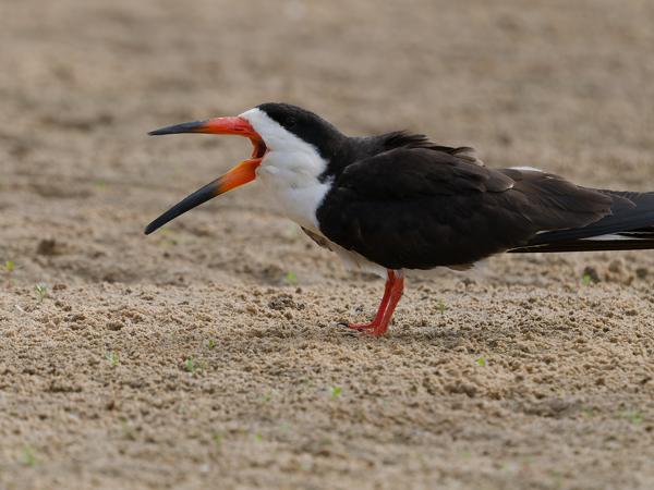 Amerikaanse schaarbek (Rynchops niger)
